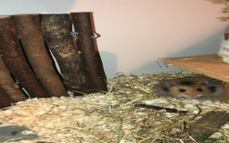 Hamster rodents for sale: long haired brown male hamster  - Image 3