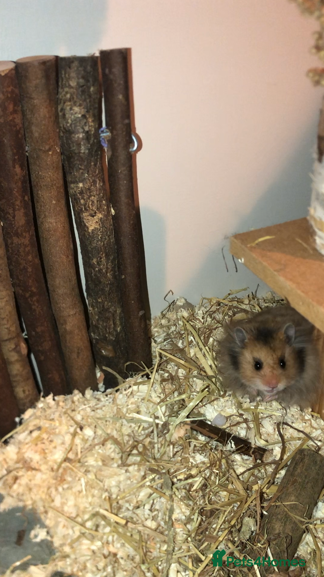 Hamster rodents for sale: long haired brown male hamster  - Image 3