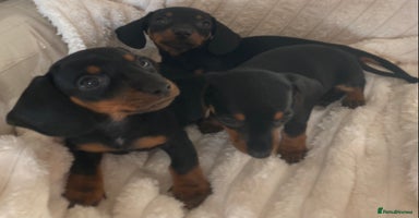 Miniature Dachshund dogs - Advert 2