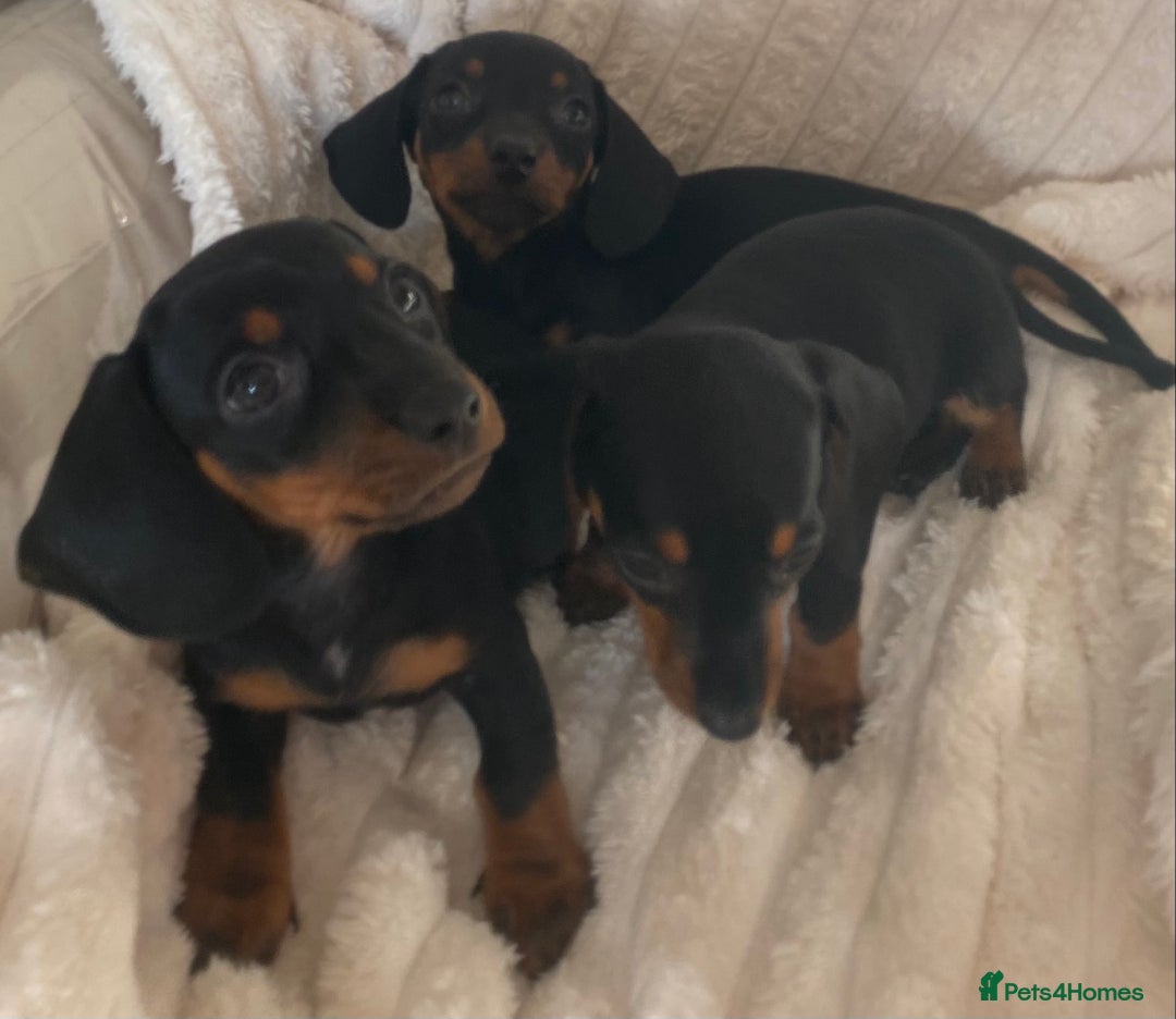 Miniature Dachshund dogs for sale: 💙Miniature dachshund puppies💝 - Image 2
