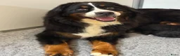 Bernedoodle dogs for sale: Female F1 Standard Bernedoodle puppy - Advert 1