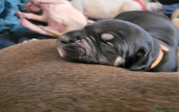 Presa Canario dogs for sale: Stunning litter of Presa Canario Puppies - Image 5