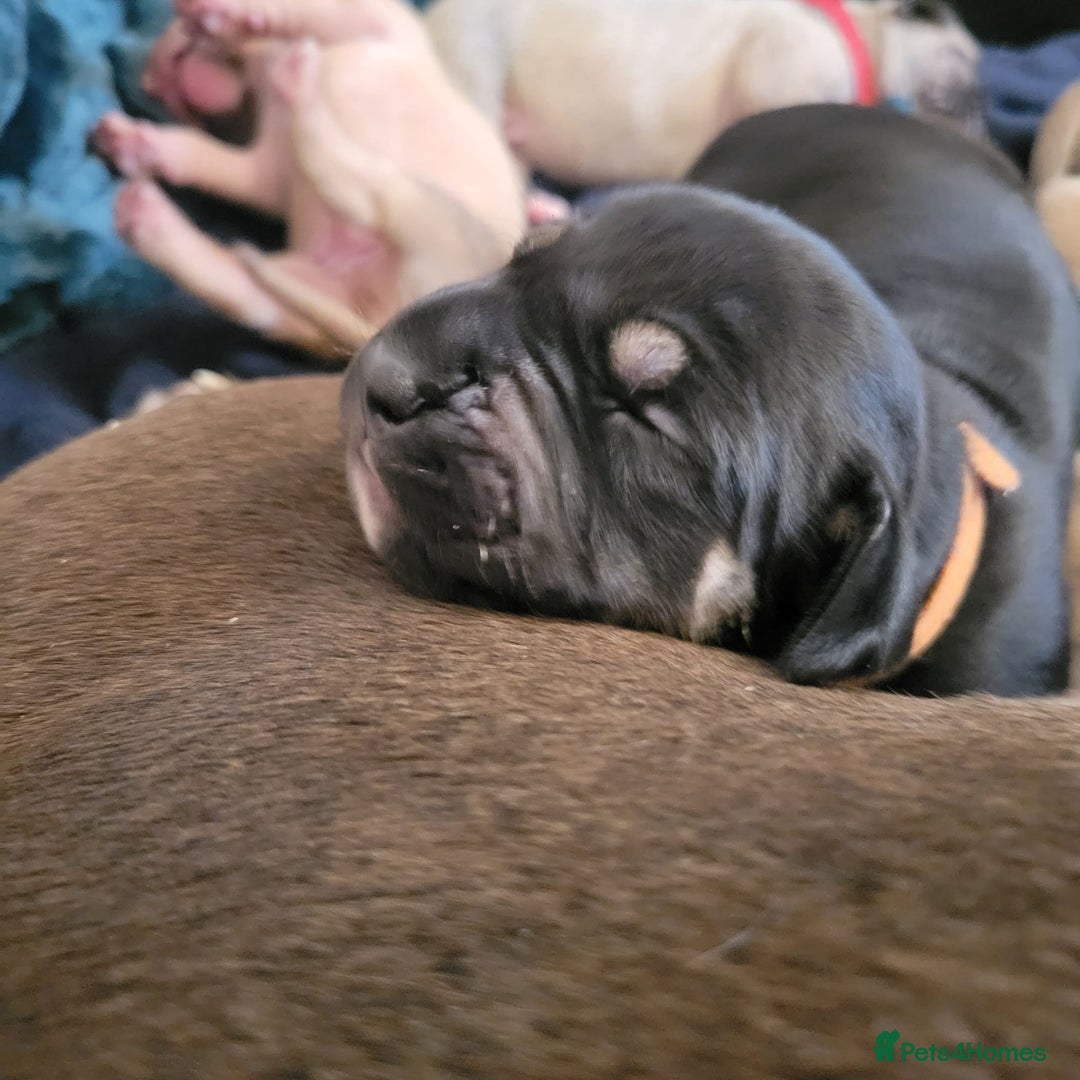 Presa Canario dogs for sale: Stunning litter of Presa Canario Puppies - Image 5