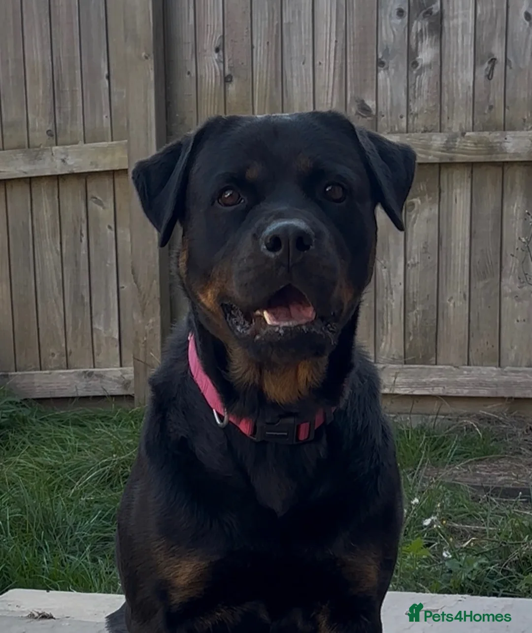 Rottweiler dogs for sale: Chunky Rottweiler pups in Exmouth - Advert 6