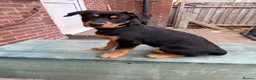 Rottweiler dogs for sale: Last 3 puppies of litter - Advert 8