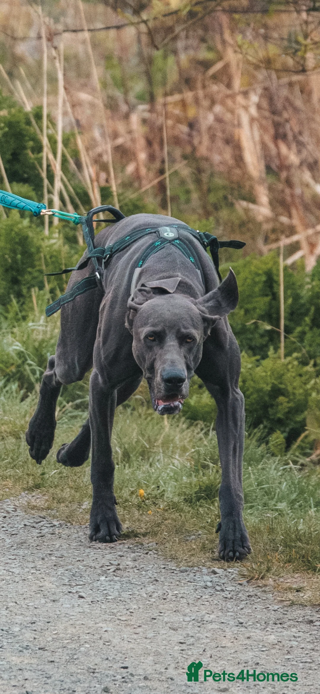 Weimaraner dogs for stud: Blue Weimaraner for Stud - Advert 2