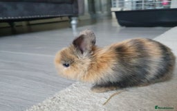 Lionhead rabbits for sale: Baby bunny's  - Advert 9