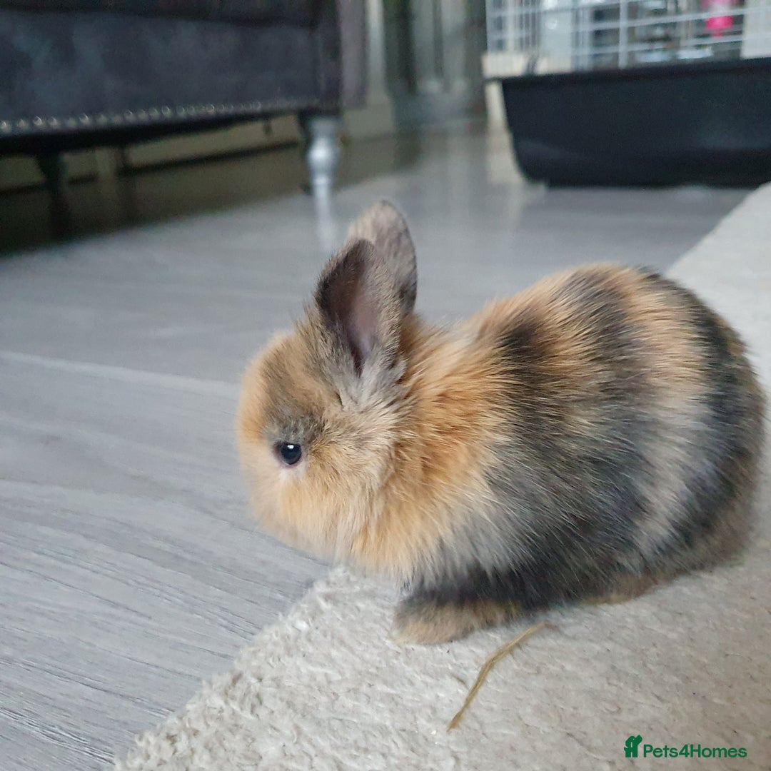 Lionhead rabbits for sale: Baby bunny's  - Advert 9