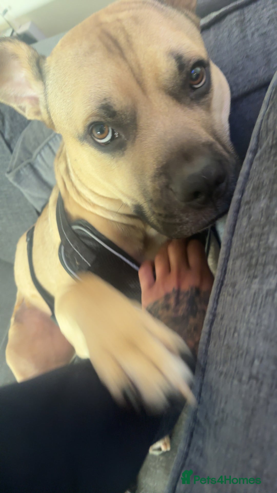 Mixed Breed dogs for sale: Bull mastiff cross for sale £150 - Image 7