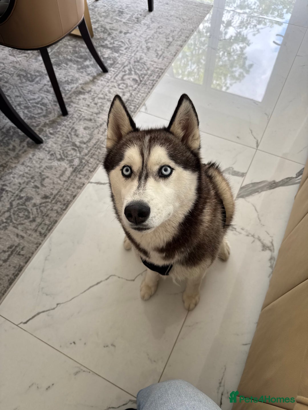 Siberian Husky dogs for sale: Dog Minder for one year to Siberian Husky - Advert 3