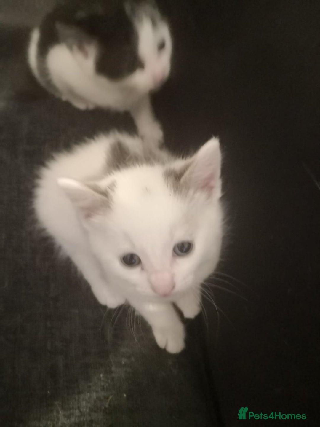 Mixed Breed cats for sale: 5 kittens  - Image 4