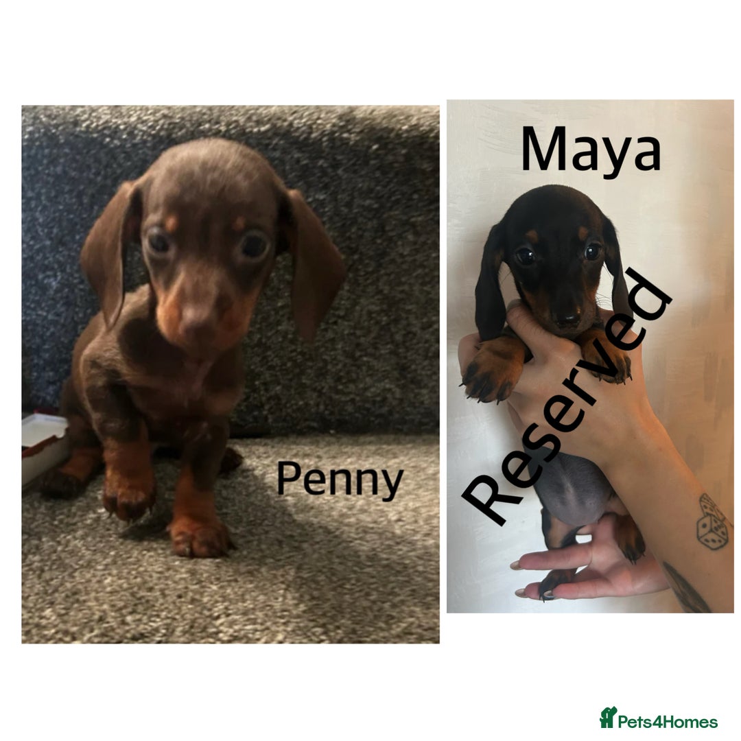 Miniature Dachshund dogs for sale: Beautiful miniature dachshunds  - Image 2
