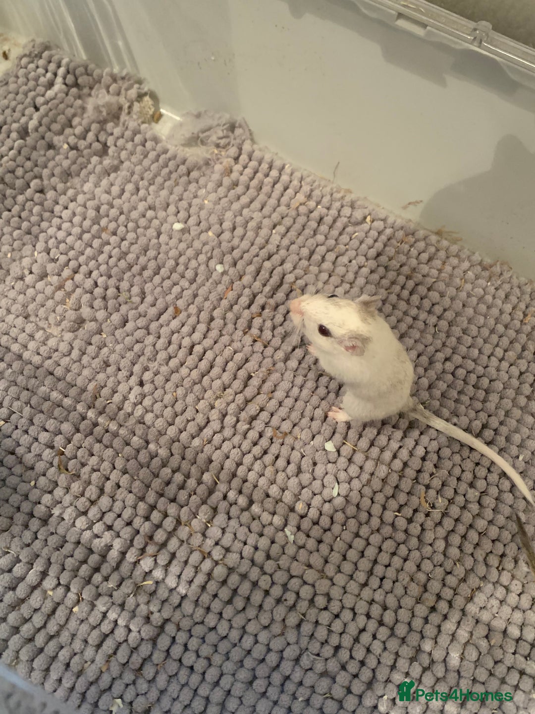 Gerbil rodents for sale: extremely friendly female gerbils - Advert 3