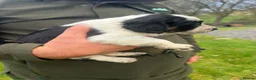 Mixed Breed dogs for sale: Collie X cocker puppies - Advert 11