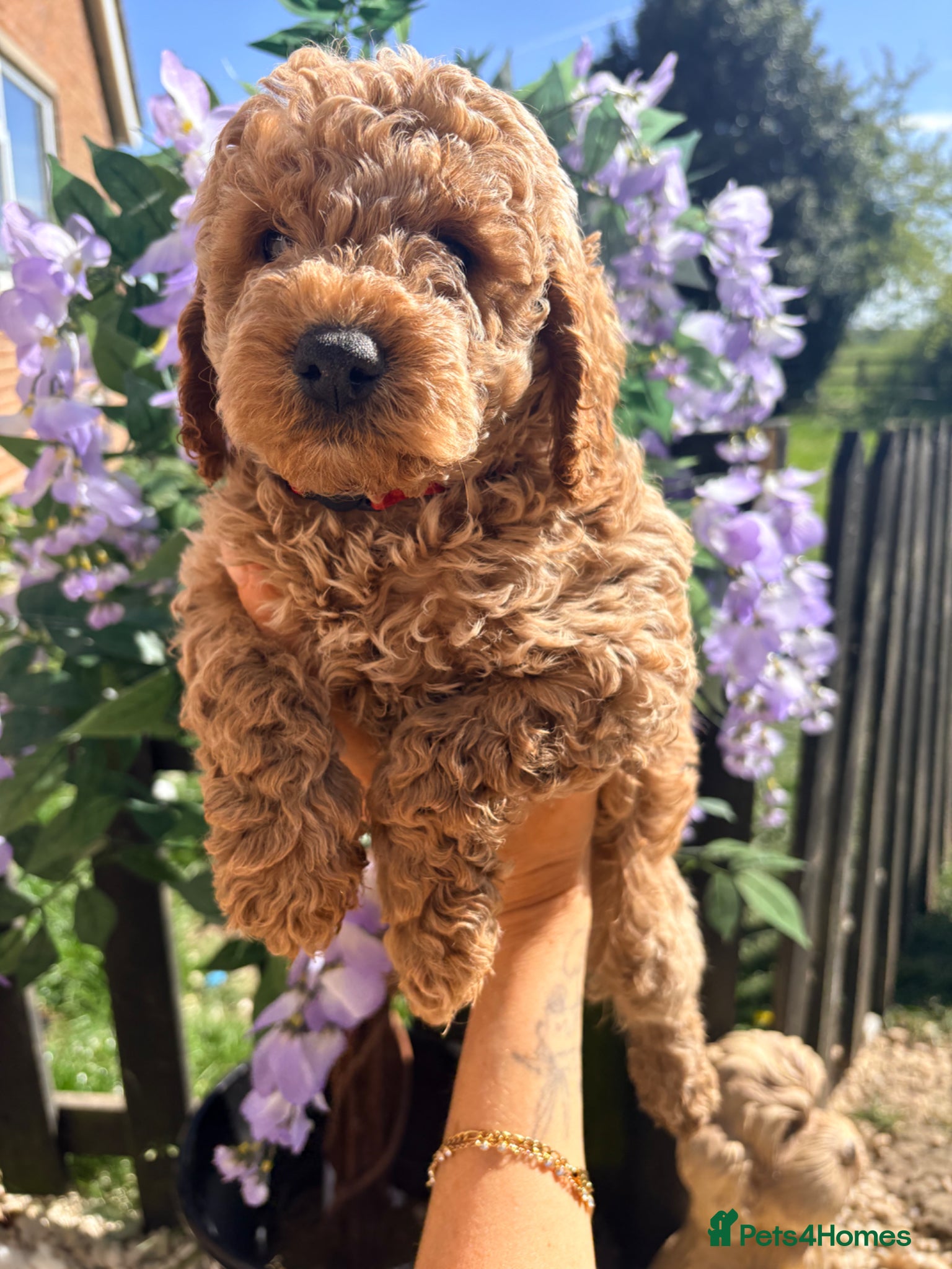 Cockapoo dogs F1B cockapoos  - Advert 11