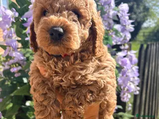 Cockapoo dogs F1B cockapoos - Advert 11