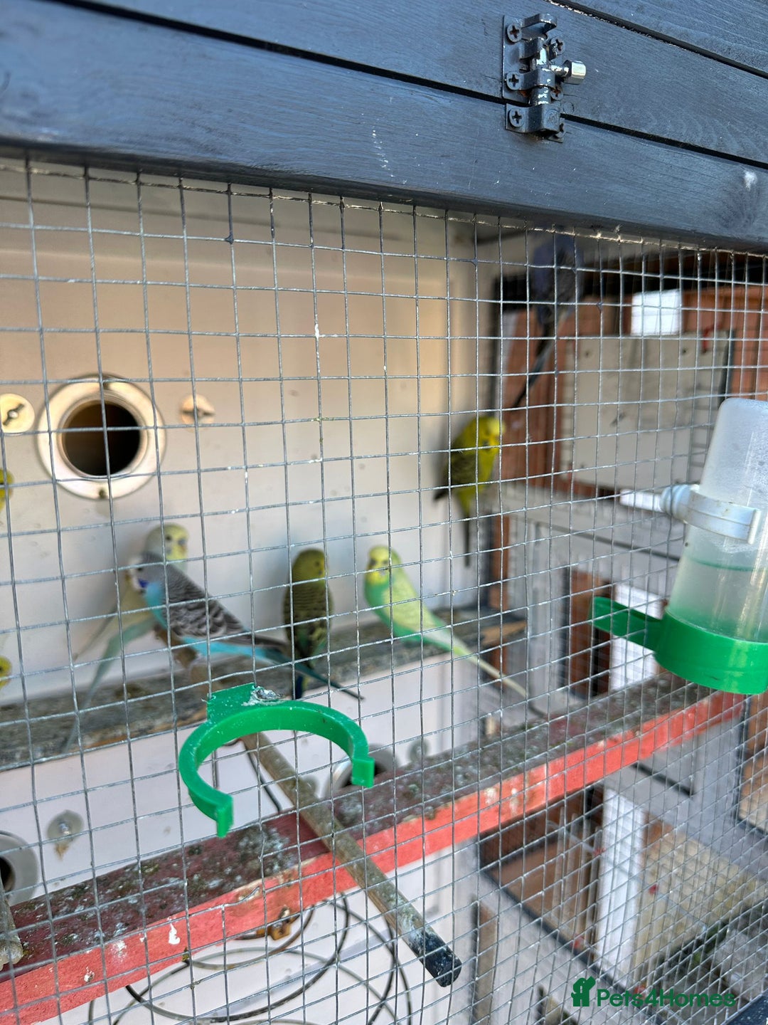 Budgerigars birds for sale: Budgies  - Image 2