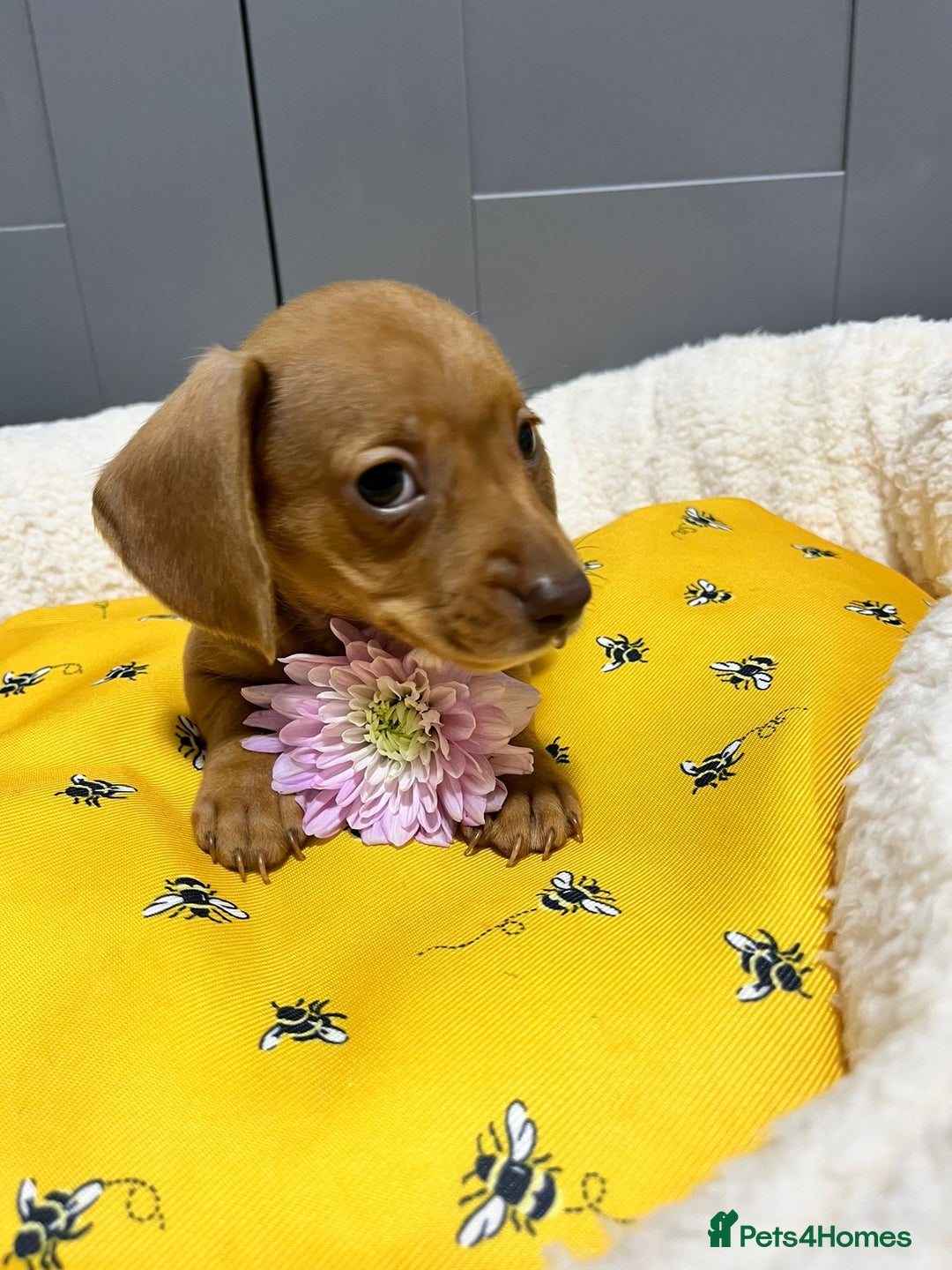 Miniature Dachshund dogs for sale: Min dachshund looking for their forever 🏡 - Image 16