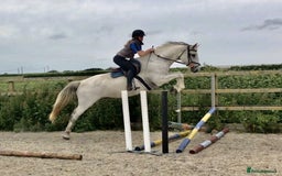American Quarter horses for sale: Trustworthy Reliable 5 Yr Old Black and White  - Image 5