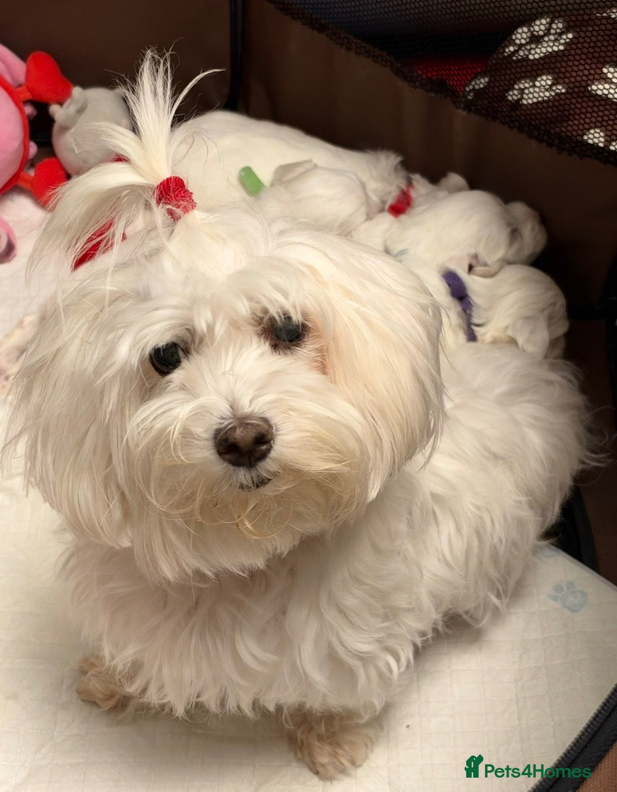 Maltese dogs for sale: KC registered Maltese boy  - Advert 1