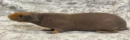 Guinea Pig rodents for sale: Skinny pig, werewolf and Baldwin youngsters/babies - Advert 7