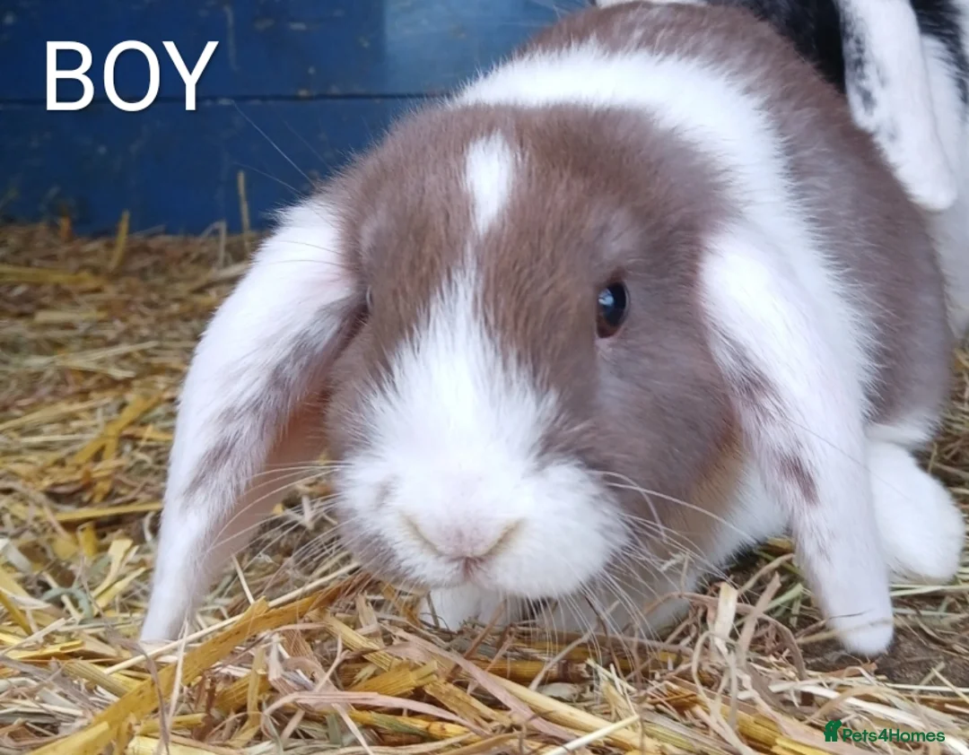 Mini Lop rabbits for sale: GORGEOUS SPLIT COLOUR MINI LOPS IN PLYMOUTH  - Advert 2