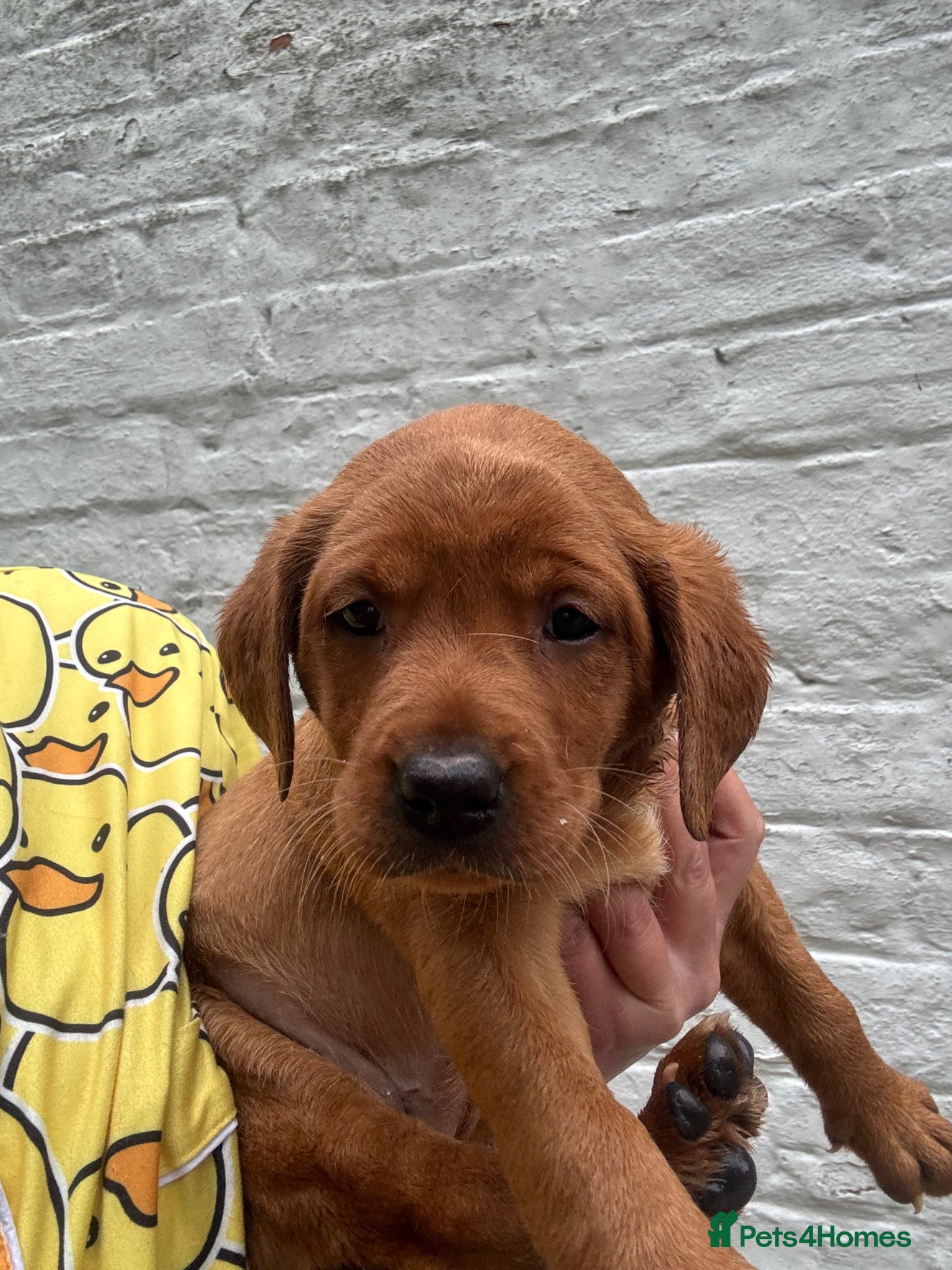 Labrador Retriever dogs Fox red Labradors ready now  - Advert 1