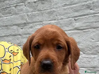 Labrador Retriever dogs for sale: Fox red Labradors ready now - Advert 1