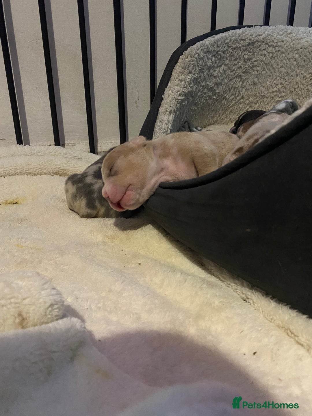 American Bully dogs for sale: American Pocket bully’s puppies  - Advert 27