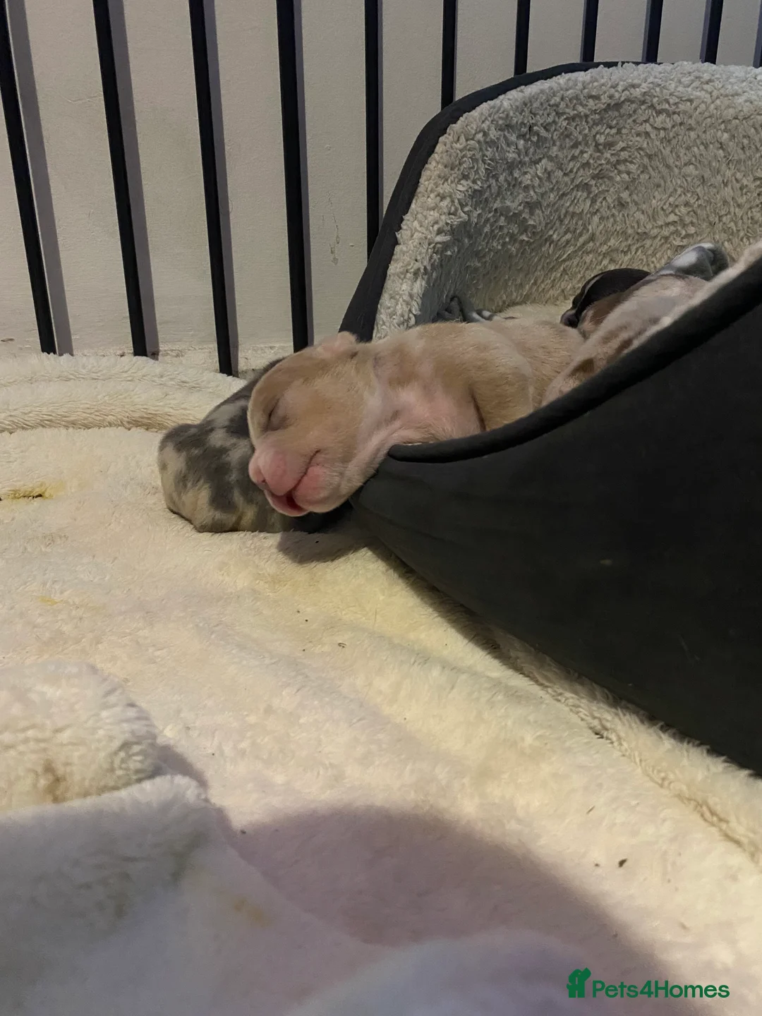 American Bully dogs for sale: American Pocket bully’s puppies  - Advert 27