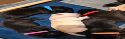 Labrador Retriever dogs for sale: Outstanding litter of 7 KC Reg Labrador Pups - Advert 8