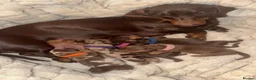 Miniature Dachshund dogs for sale: Miniature dachshund pups  - Advert 6