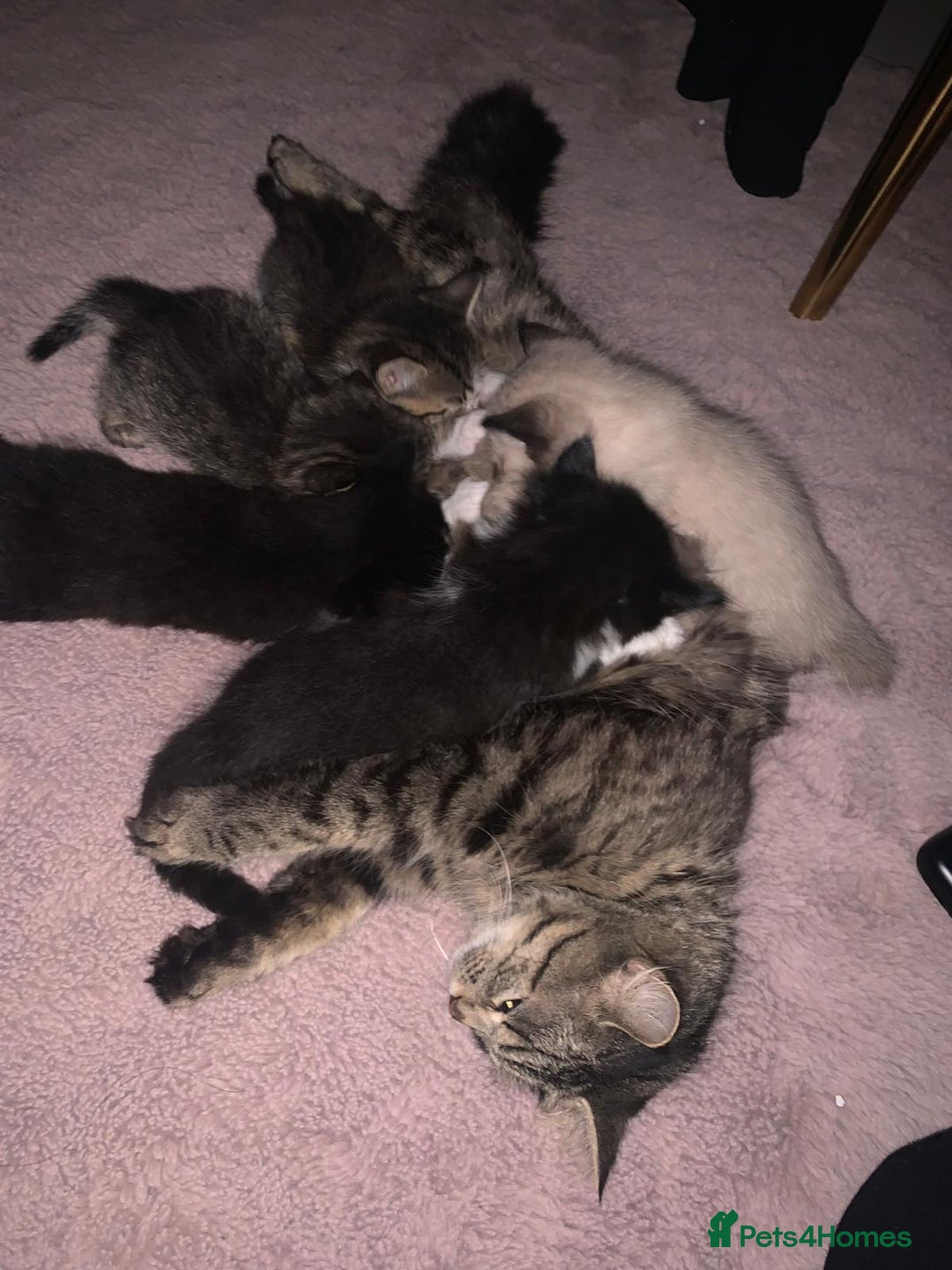 Mixed Breed cats for sale: Kittens for sale - Advert 6