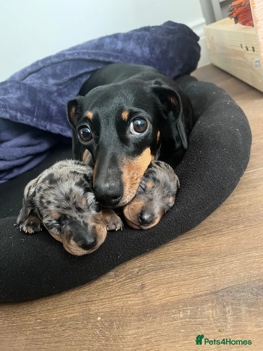 Miniature Dachshund dogs for sale: KC champion miniature short coat dachshund    in Preston - Advert 8