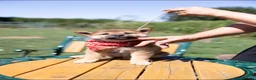 Japanese Shiba Inu dogs for sale: Outstanding original Japanese Shiba Inu puppies  - Advert 6