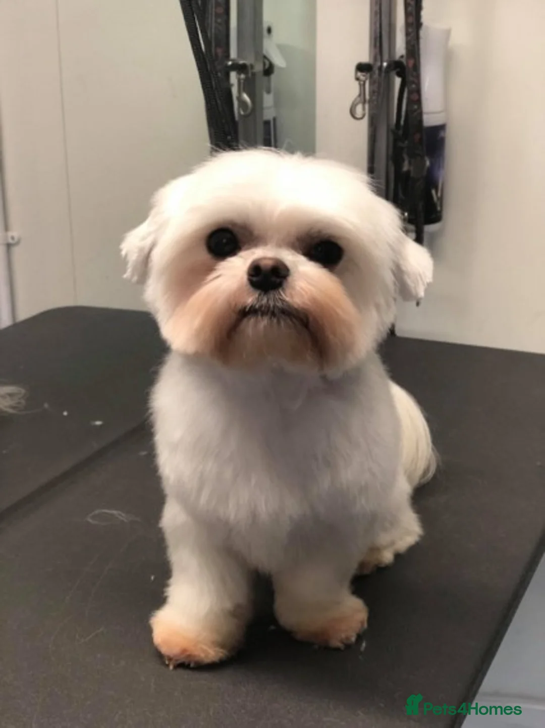 Maltese dogs for stud: PROVEN STUNNING SMALL KC MALTESE FOR STUD in Wigan - Advert 20