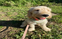 Cockapoo dogs for sale: Beautiful cockadoodle female puppy  - Image 11