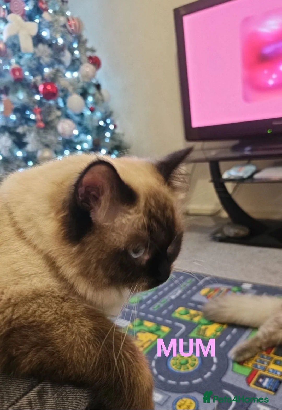 Ragdoll cats for sale: 💖 Two Gorgeous Ragdoll girls for sale 💖 - Advert 21