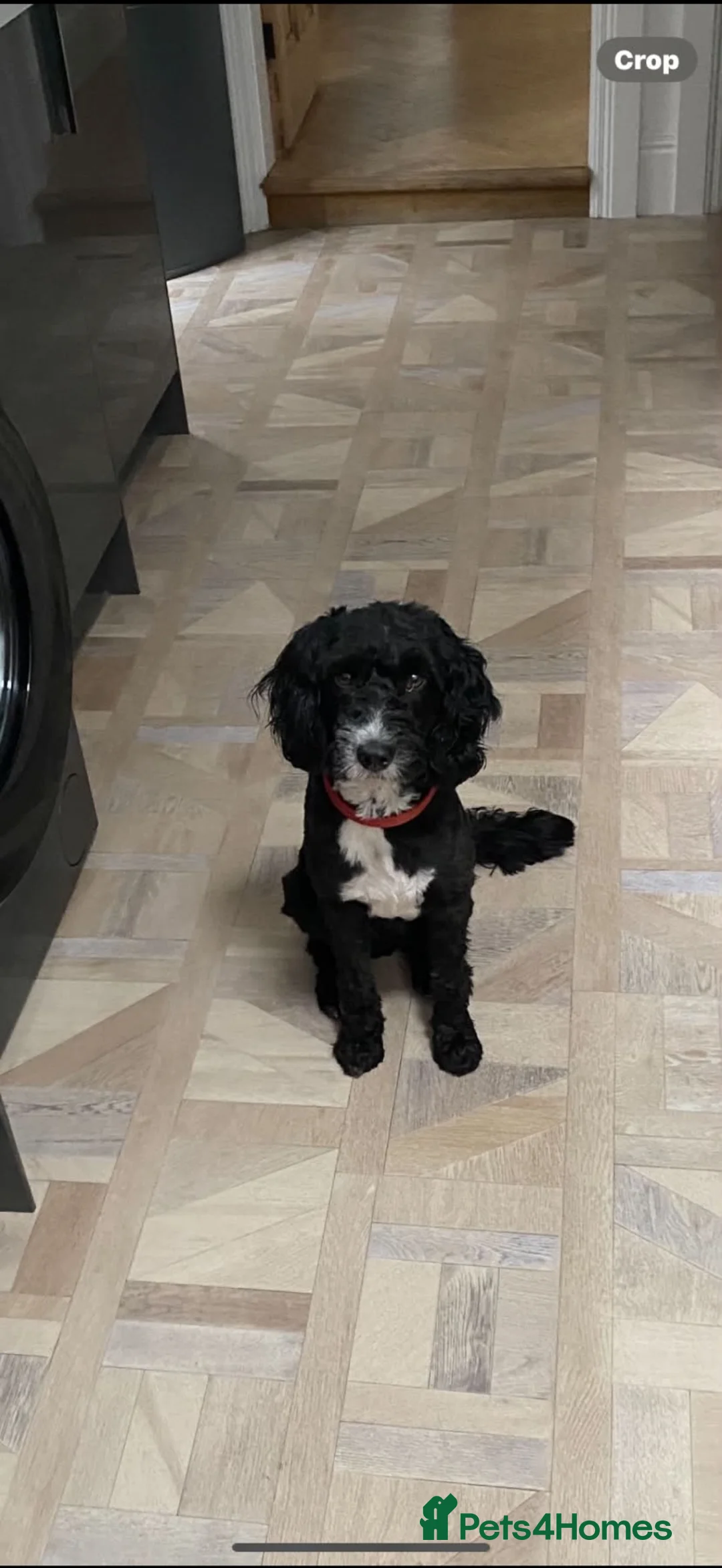 Mixed Breed dogs for stud: Shuggy our poodle cross springer spaniel stud dog in Carlisle - Advert 4