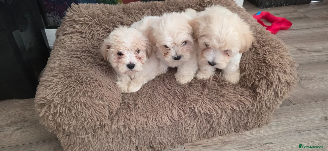 Bichon Frise dogs for sale: 2 males and 1 female ready to go  in Walsall - Advert 2