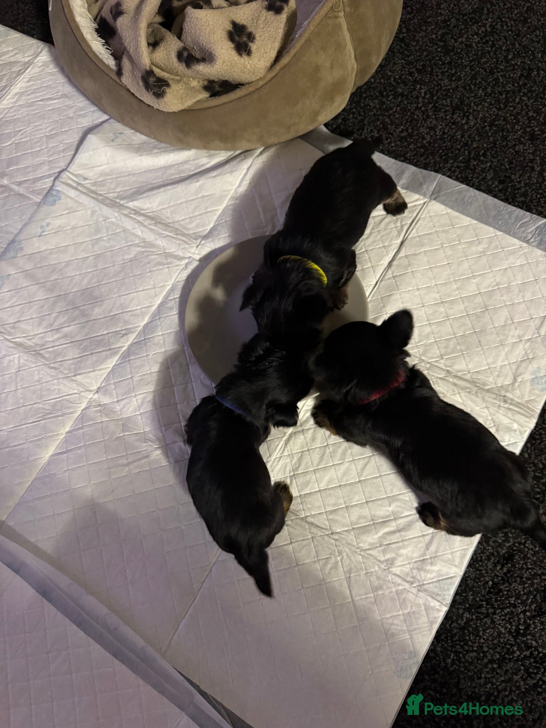 Yorkshire Terrier dogs for sale: Yorkshire Terrier Puppies  - Advert 11