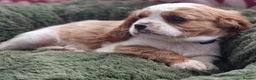 Cavalier King Charles Spaniel dogs for sale: Healthy & House-Trained Cavalier King Charles  in Brighton - Advert 9