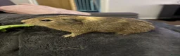 Guinea Pig rodents for sale: 2 beautiful baby boy guinea pigs  - Advert 3
