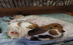 Jack Russell dogs for sale: Adorable Jack russell x pomeranian pups for sale - Image 2