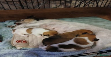 Jack Russell dogs - Advert 12