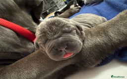 Neapolitan Mastiff dogs for sale: Neapolitan mastiff puppies due 27th September - Image 29