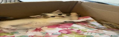 Domestic Shorthair 2