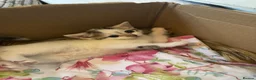 Domestic Shorthair cats for sale: 4 beautiful domestic shorthair kittens for sale  in Bradford - Advert 5