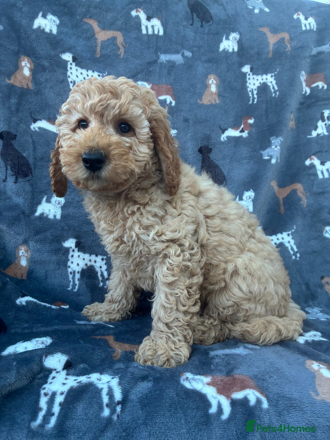 Miniature Poodle dogs for sale:  BOY MINIATURE POODLE AVAILABLE! - Image 5