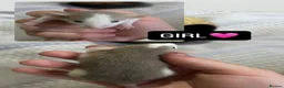Rat rodents for sale: Baby Dumbo Rats  - Advert 14